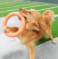 Dog Frisbee Ring | 3-in-1 Training Toy